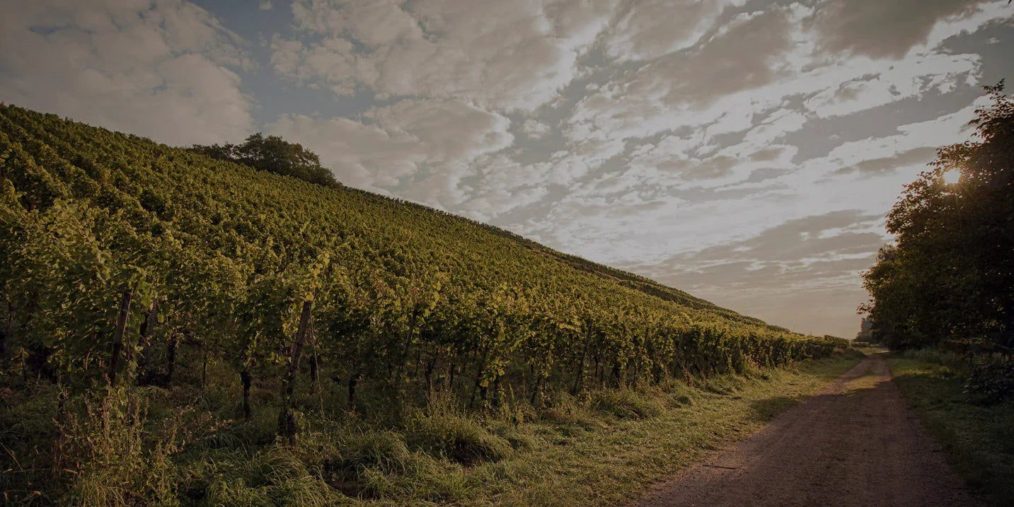 img_Burrweiler-Altenforst_Weingut_Graf-von-Weyher_Pfalz_suedliche_Weinstrasse