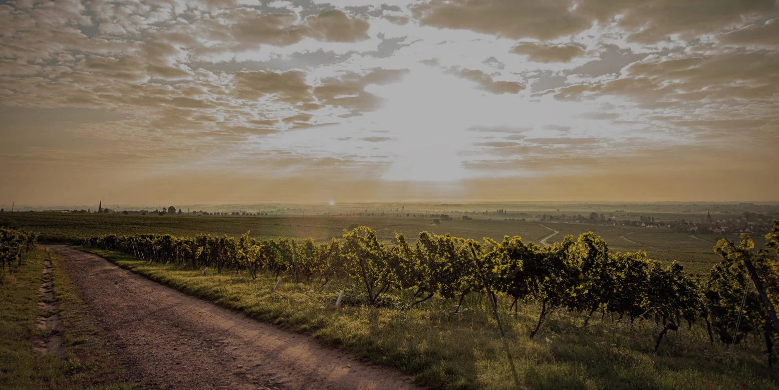 img_Weyherer_Michelsberg_Weingut_Graf-von-Weyher_Pfalz