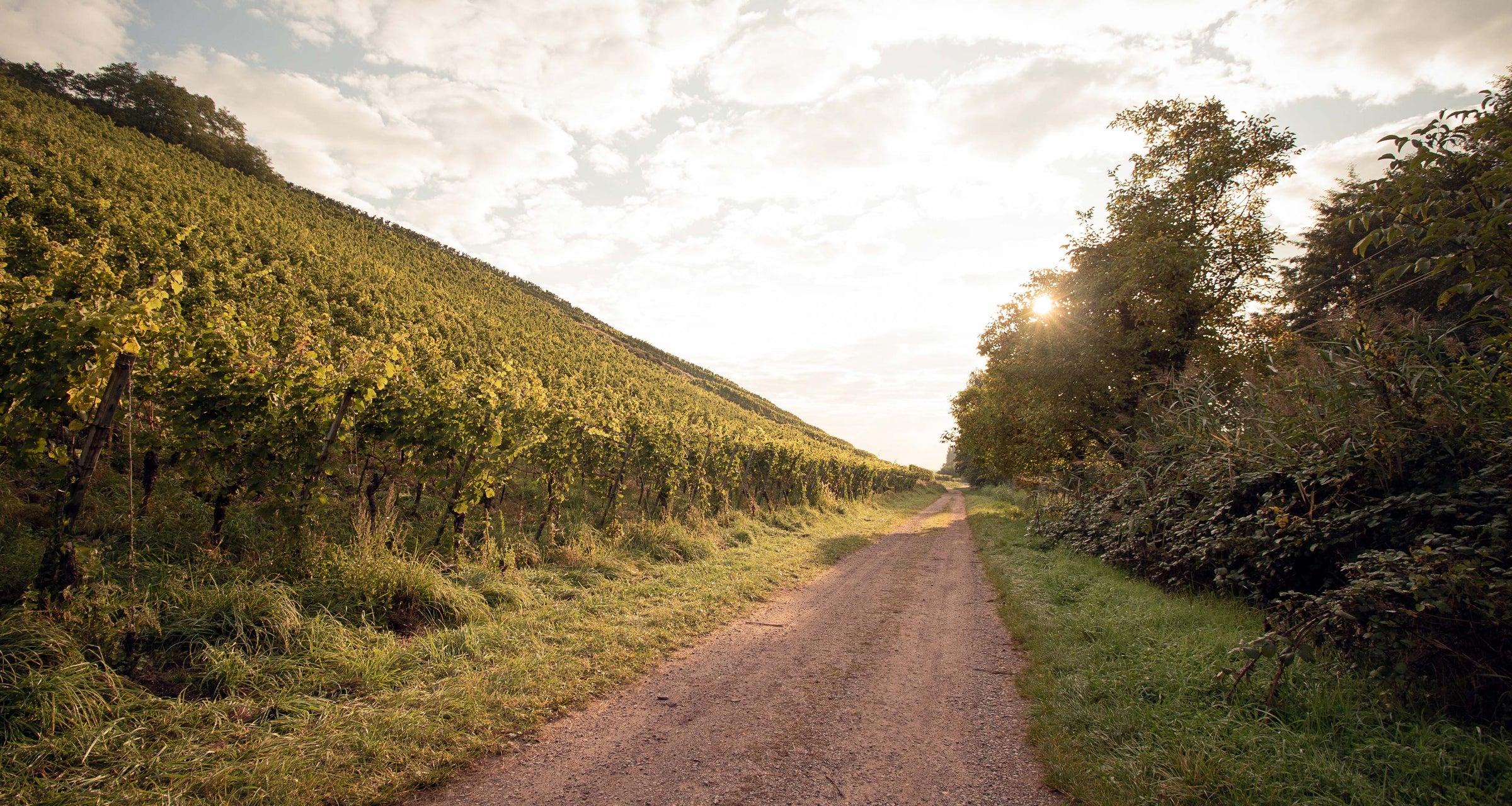 img_Burrweiler_Altenforst_Weingut_Graf-von-Weyher_Pfalz