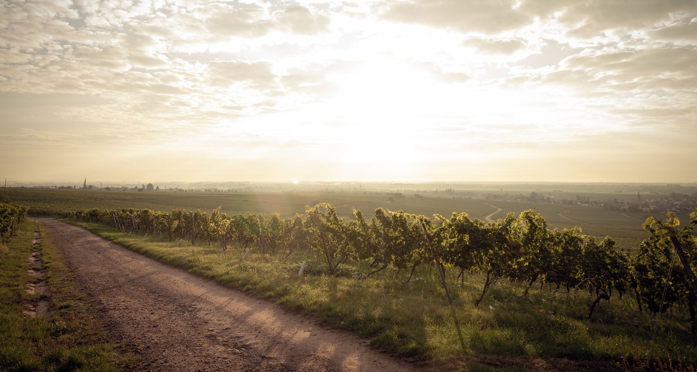 img_Weyherer_Michelsberg_Weingut_Graf-von-Weyher_Pfalz