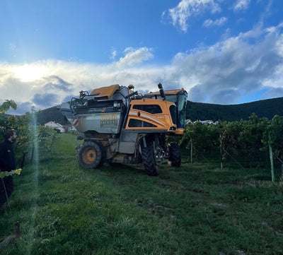 Der weiße Ritter im Weinberg: Weinlese 2024