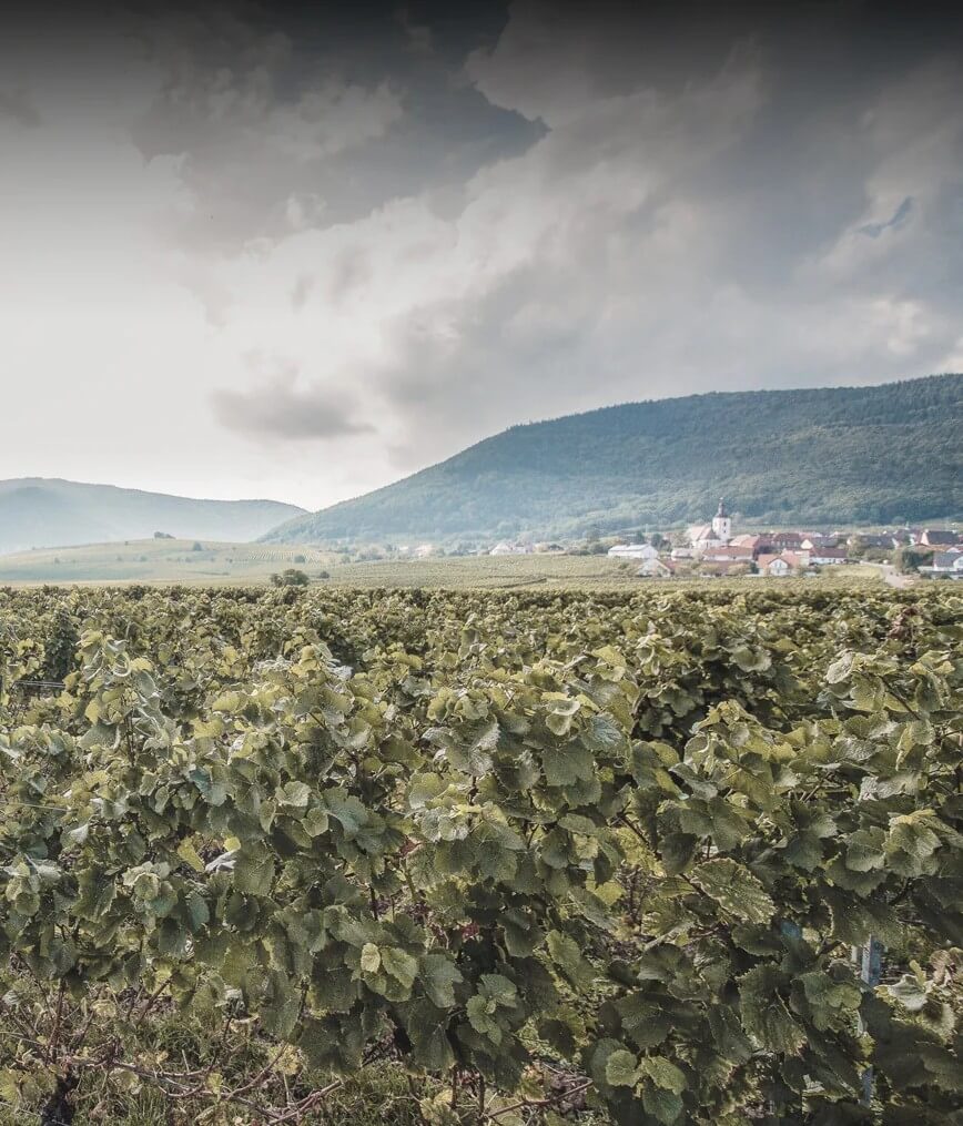 Blick auf Weyher aus dem Weinberg