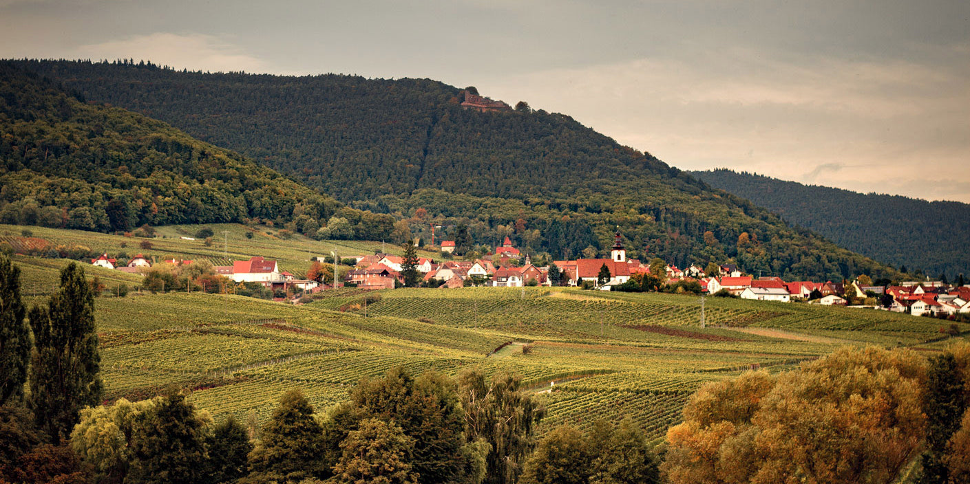 img_Urlaub-in-Weyher_Weingut_Graf-von-Weyher_Pfalz_suedliche-Weinstrasse